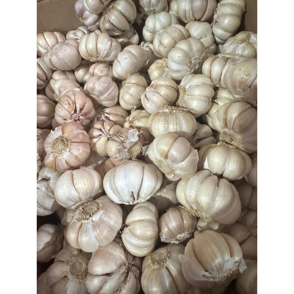 

Bawang Putih 500 gram Murah