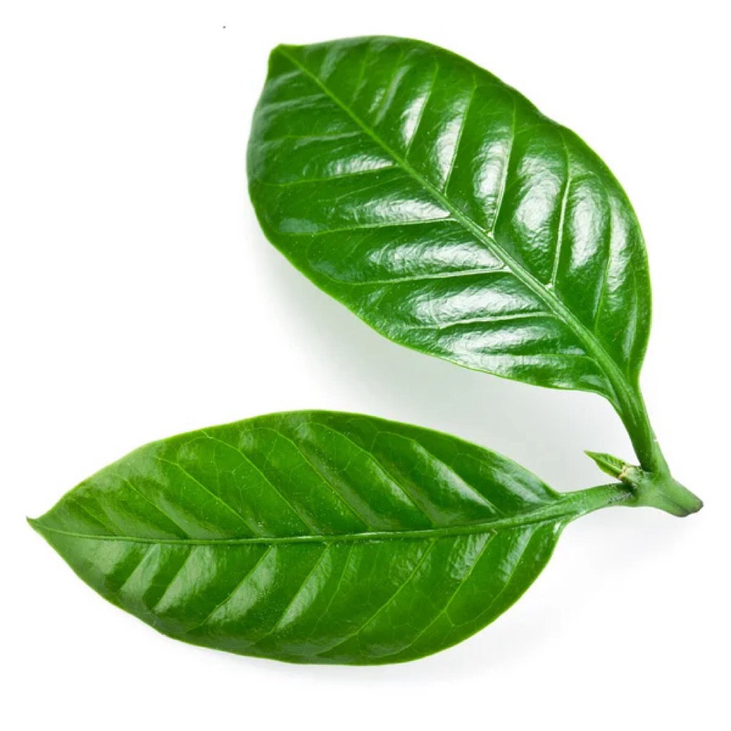 

Daun Kopi Segar | 250 - 500gr