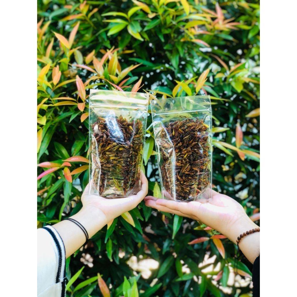 

Belalang Goreng Rasa Pedas Manis Camilan Makanan Unik Ekstrim || Belalang Padi / Kecil 500 gram