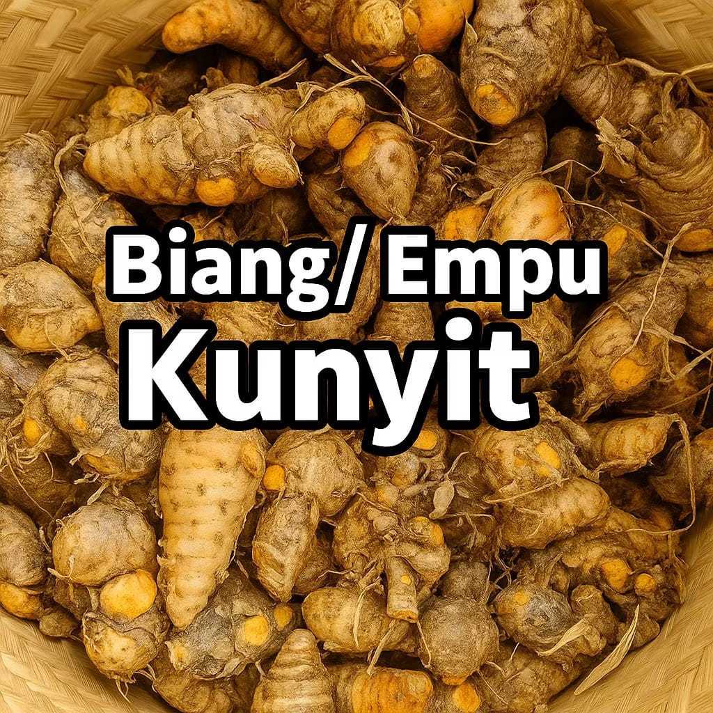 

Biang Kunyit / Empu Kunyit Tua 1kg Asli pegunungan Wonogiri