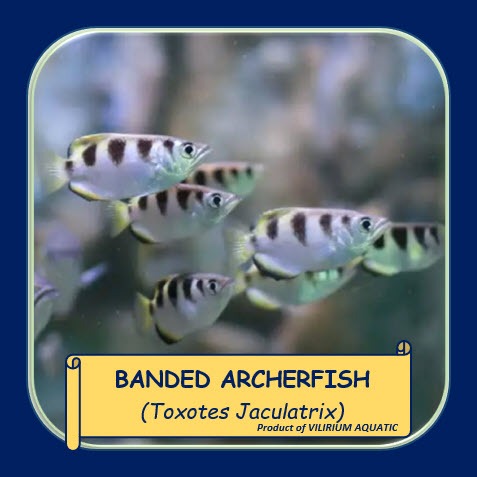 IKAN HIAS AIR TAWAR - IKAN SUMPIT / ARCHERFISH (IKAN TANKMATE PREDATOR)