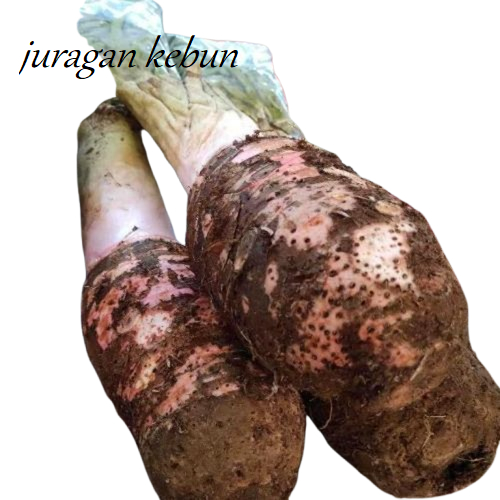 

UMBI TALAS BOGOR 1 KILO FRES