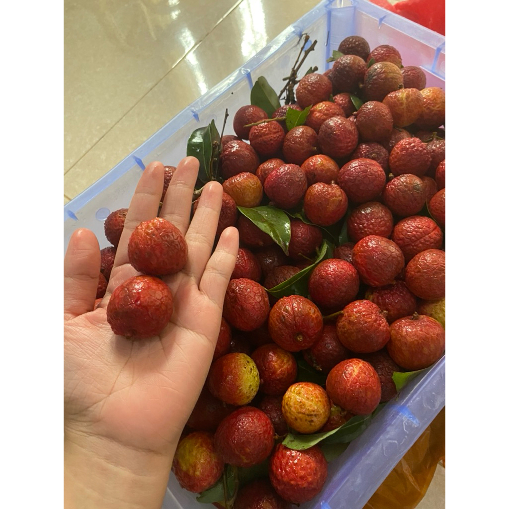 

Leci | Buah Segar 500gram | Leci Kering | Leci Madu Merah Basah