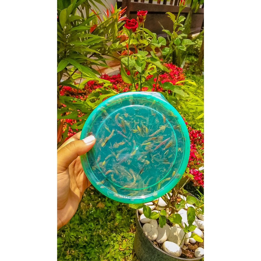 

Belalang Goreng Toples Nastar 160gr – Gurih, Pedas Asin, Pedas Manis, Super Pedas