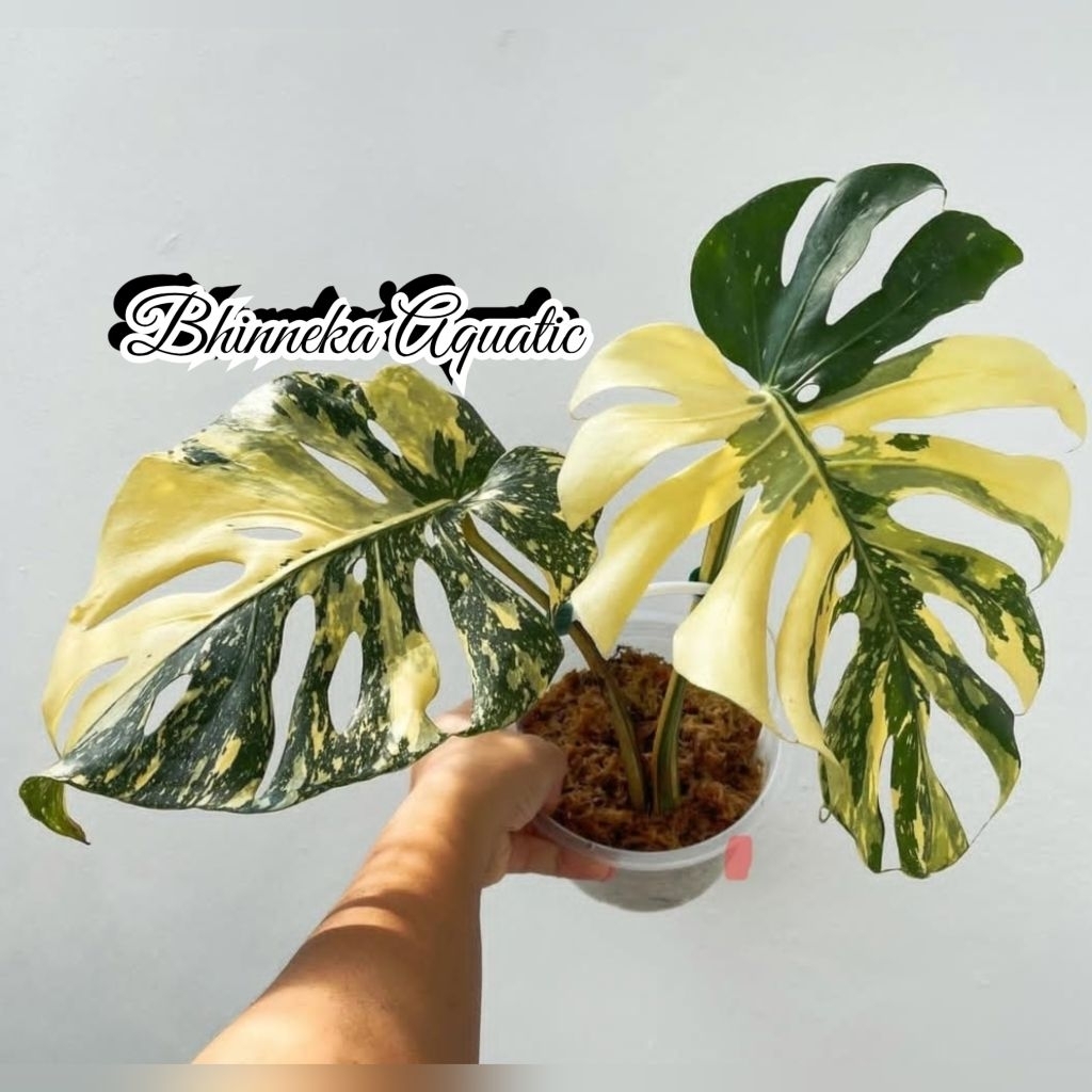 Tanaman Hias Monstera Thai Constellation Creme Brulee Monthai Creame Blue Variegata Varigated Variga