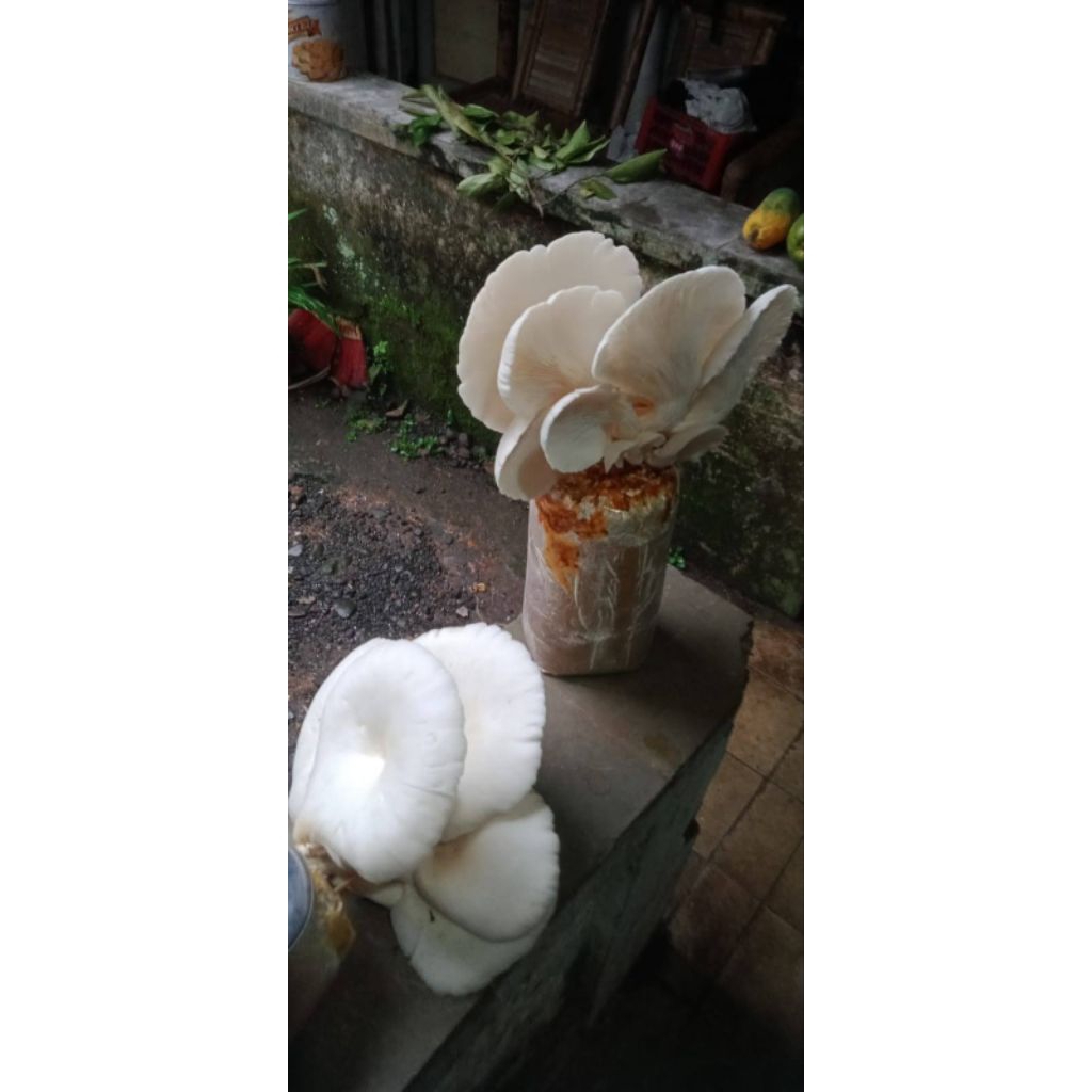 

Baglog jamur tiram grade A