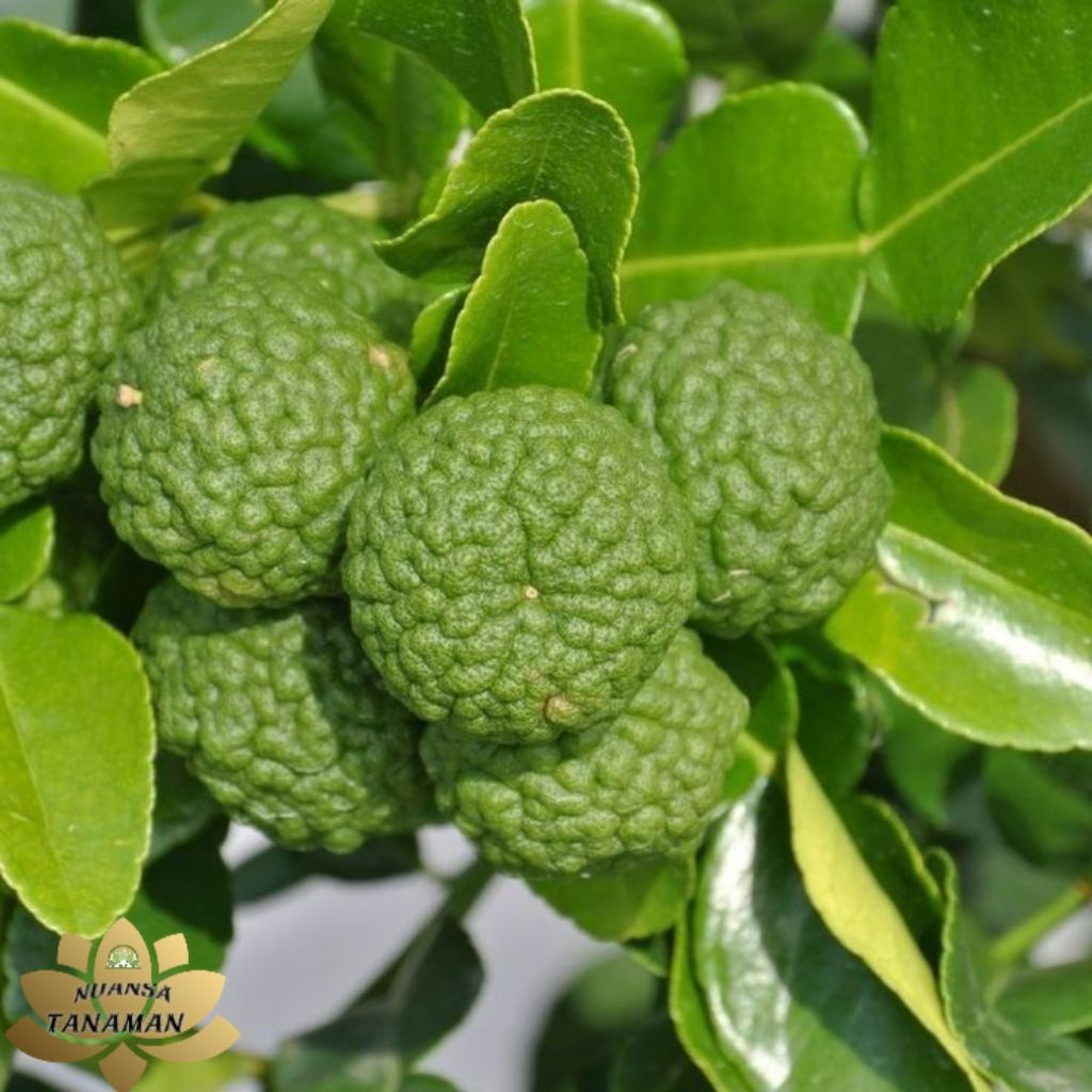 Pohon Jeruk Purut Siap Tanam/Tanaman Jeruk Purut