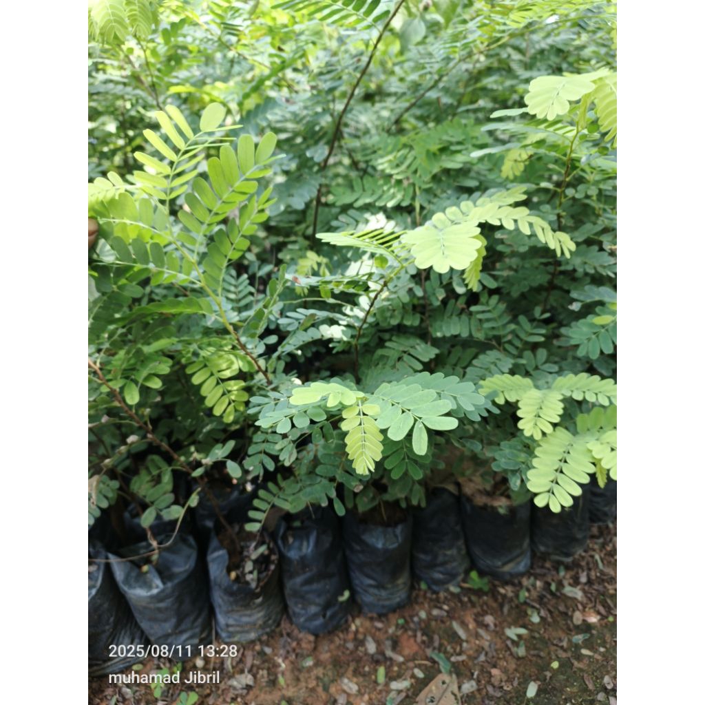 benih bibit asem jawa