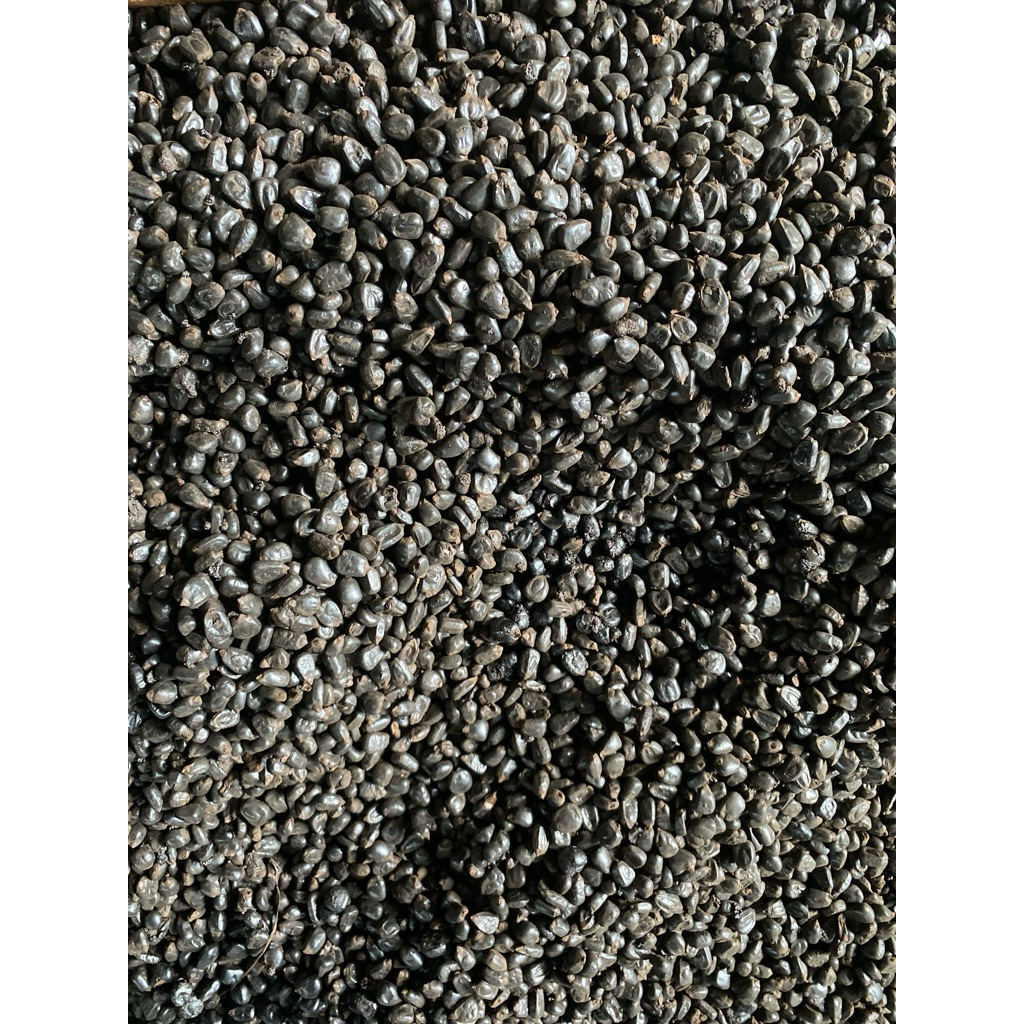 

jagung sangrai partai besar