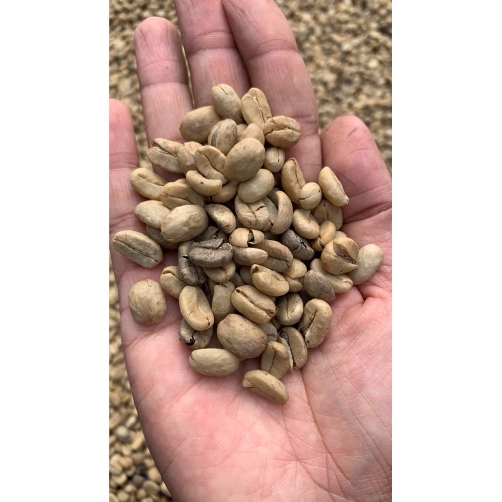 Gabah Kopi Luwak Liar Arabika (Bersih) (Palasari)