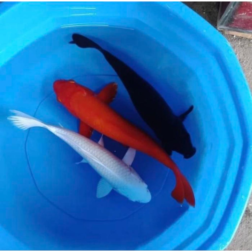 

Koi pejinak Sz 15-17 Cm berkualitas