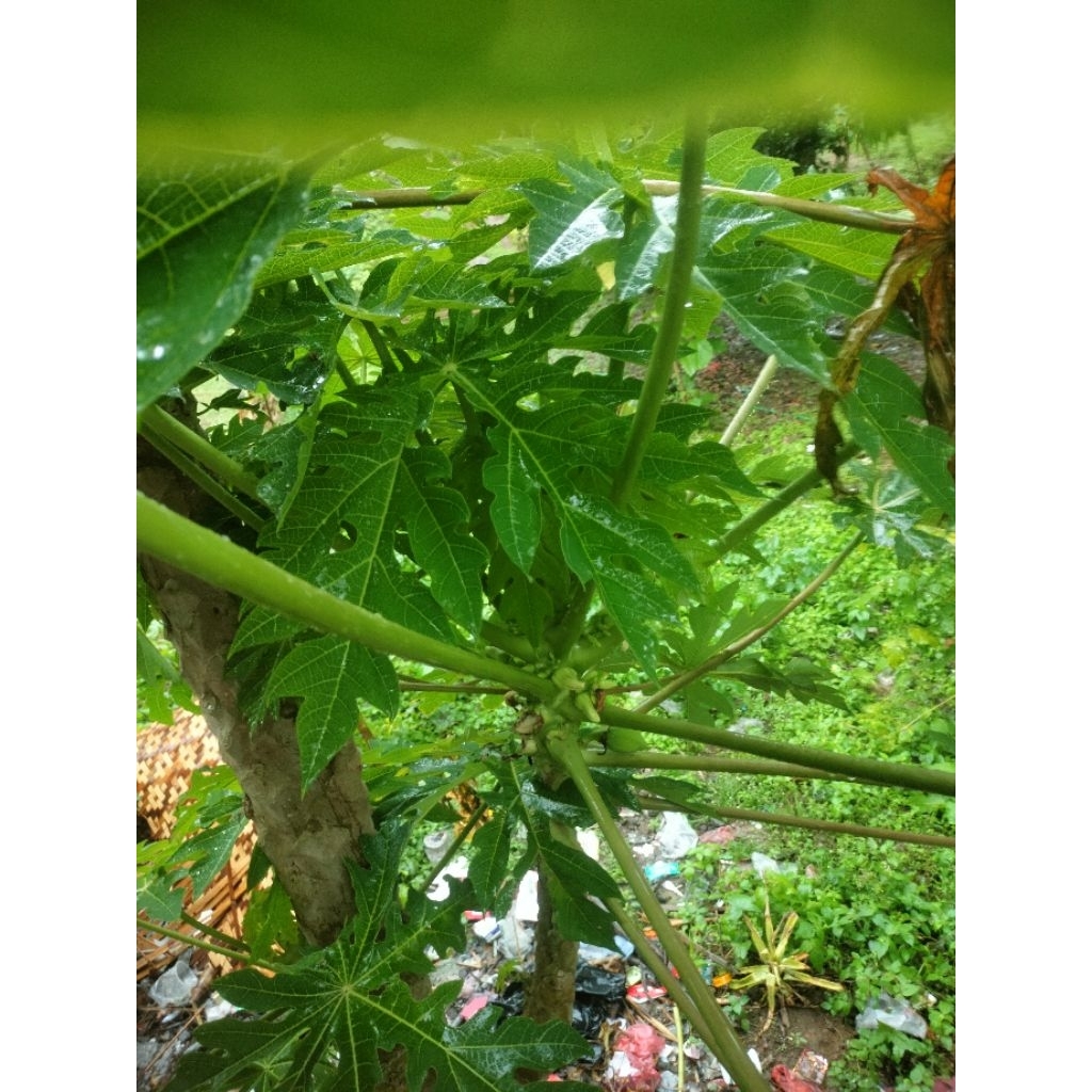 

Daun pepaya segar