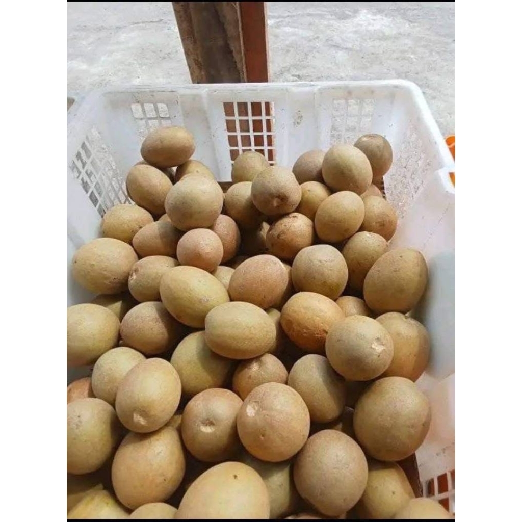 

BUAH SAWO KARANG SUPER MANIS