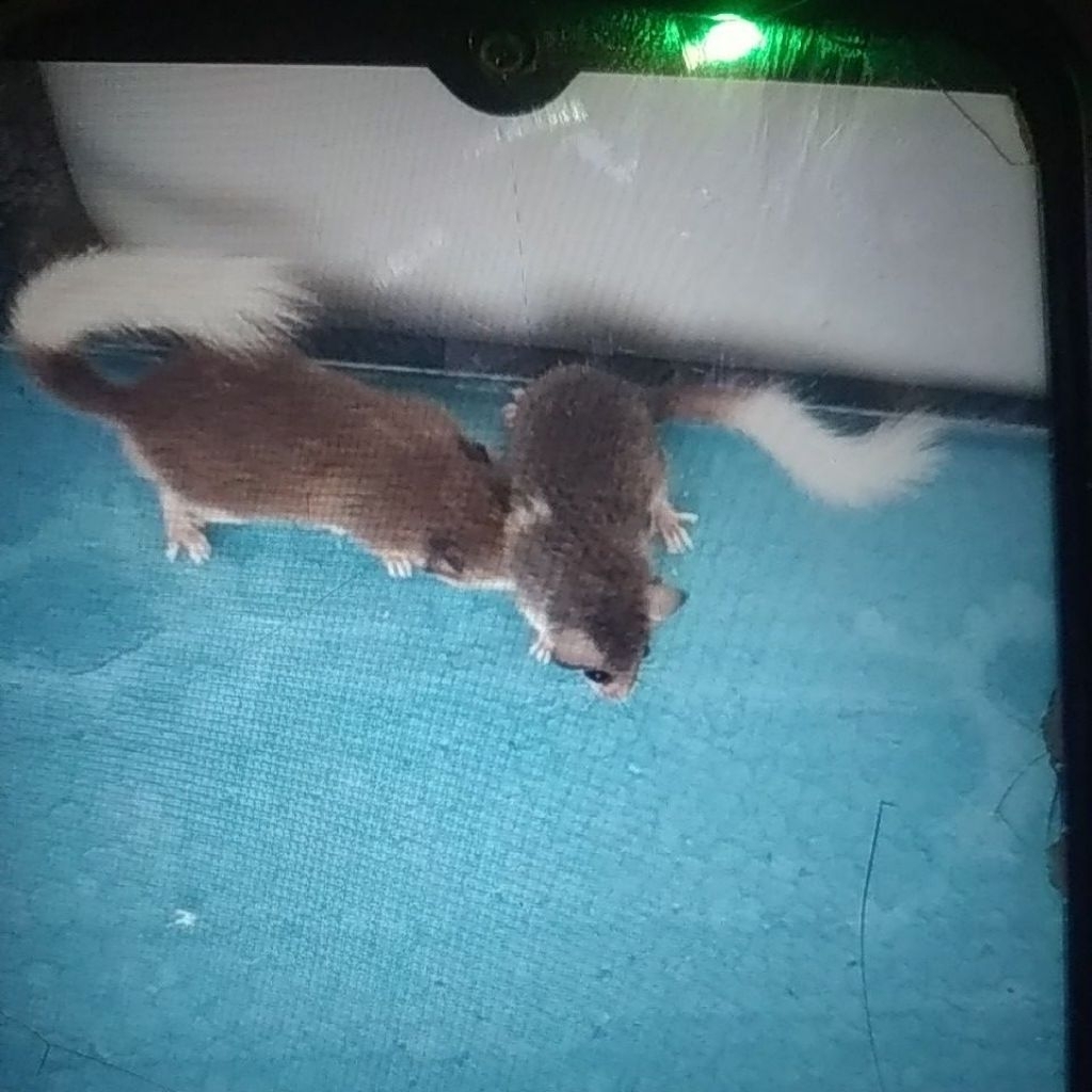 Dormice tupai Afrika pigmi