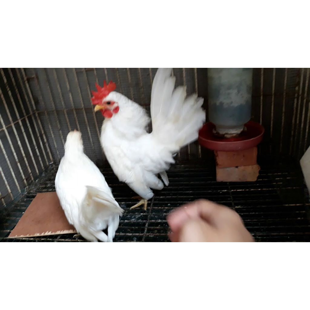 

telur ayam hias Serama putih fertil siap buat ditetaskan