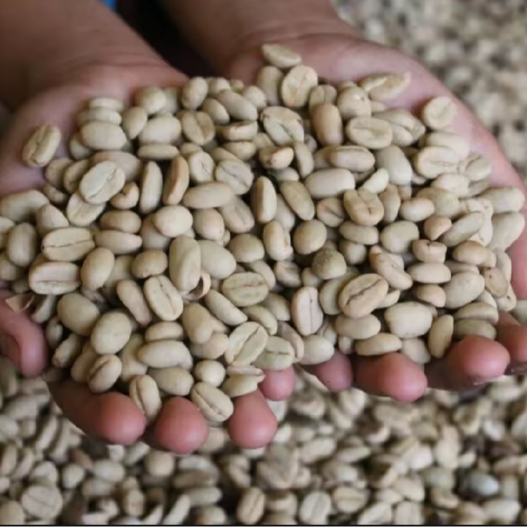 

BIJI KOPI ARABIKA YELLOW BOURBON/BIJI KOPI KUNING