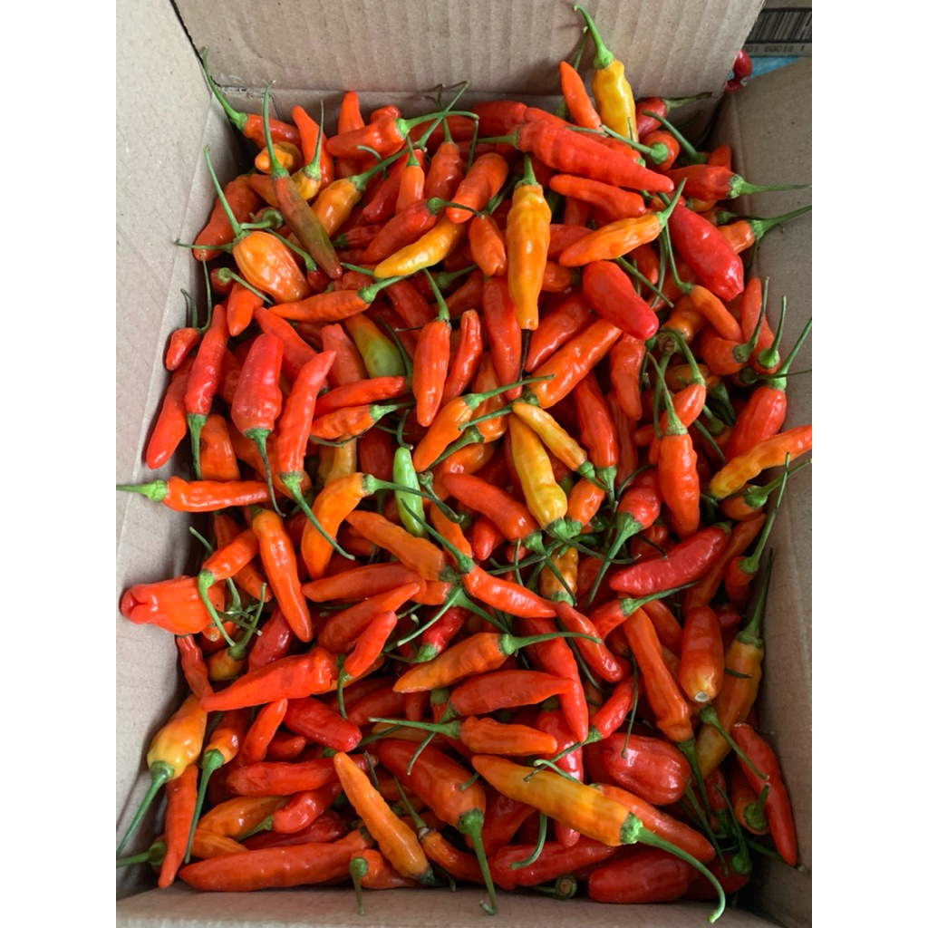 

Cabe rawit merah cabe inul segar fresh