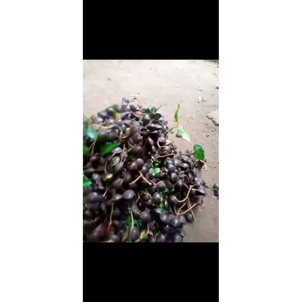 

Jengkol TUA dan jengkol muda fres murah 1 kg