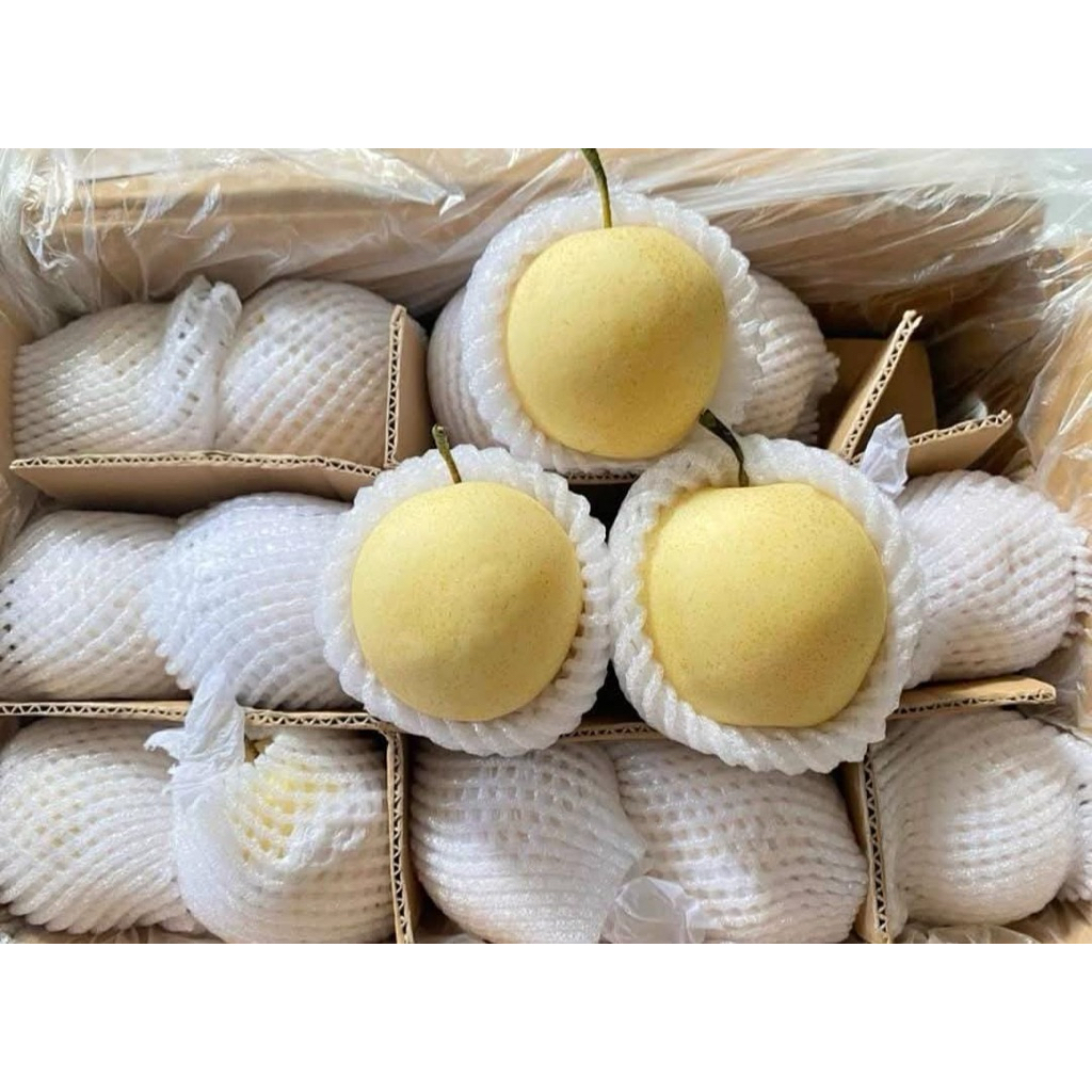 

Pir Century Madu Manis MURAH 1 kg isi 3-4 buah