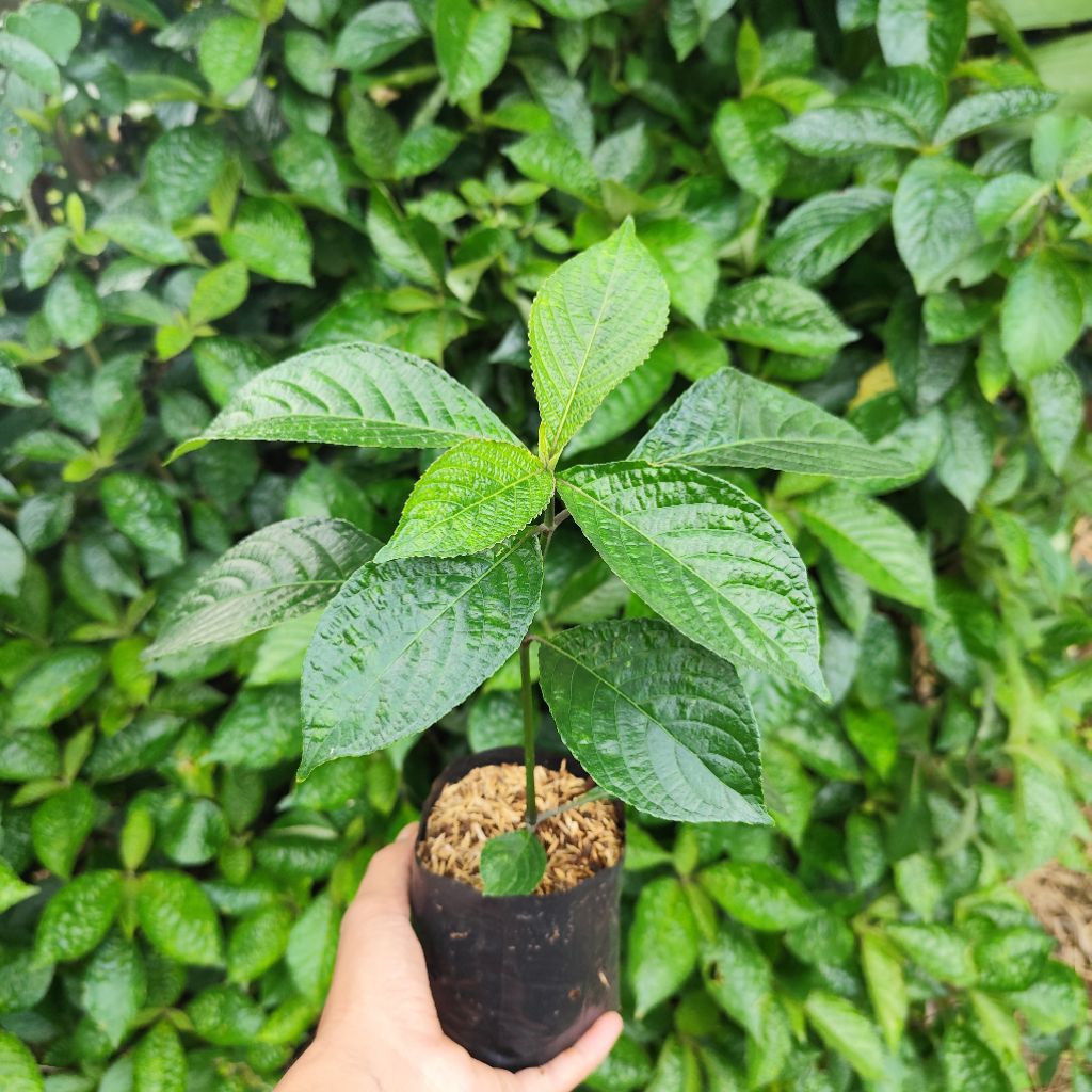 tanaman pohon keji beling, tanaman obat herbal keji beling segar