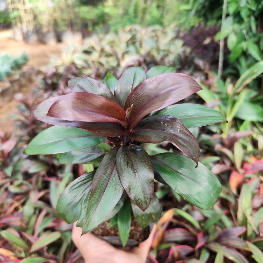 tanaman hias hanjuang mini, hanjuang merah cantik