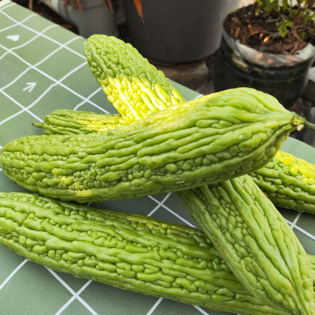 

Pare Grosir 100gr Pare Harga Grosir tempat Kulak sayur pare Surabaya