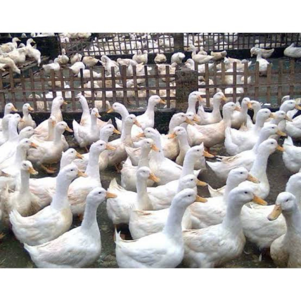 

TELUR TETAS BEBEK PEKING F1 JUMBO ORI UNTUK DITETASKAN