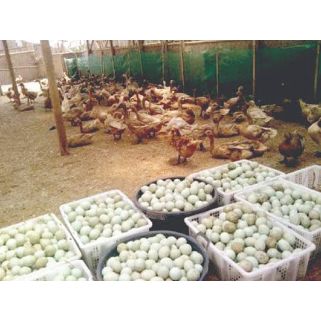 

TELUR TETAS BEBEK JAWA PETELUR HANDAL UNTUK DI TETASKAN