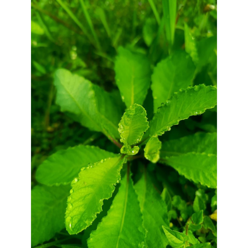 

Daun dewa segar 250 grm