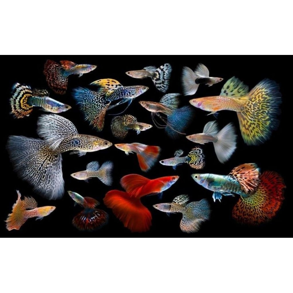 Hiasan Akuarium Misteri Box Isi Ikan Guppy