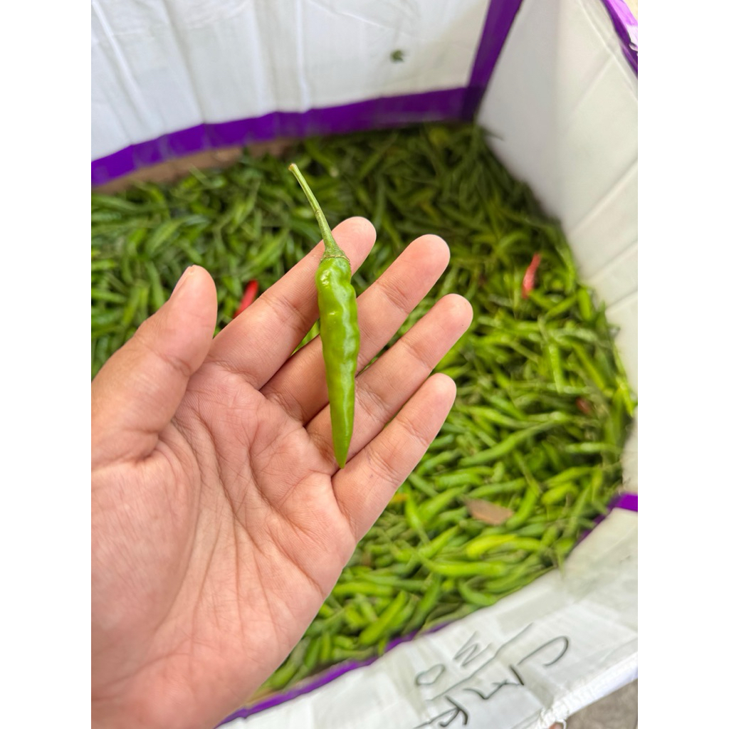 

Cabe Rawit Caplak Hijau 250 Gram Murah