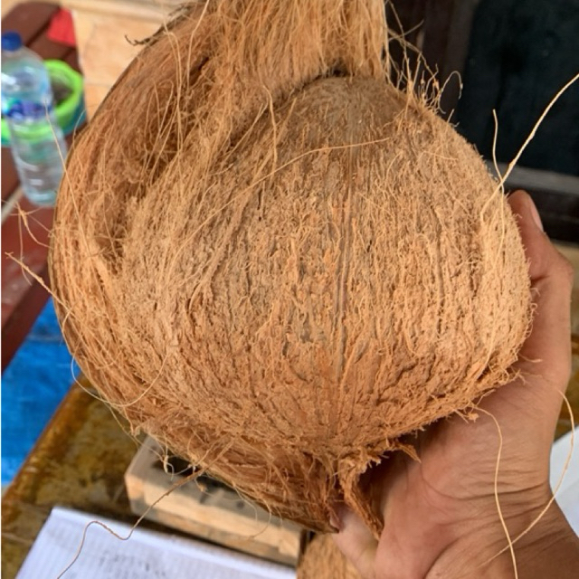 

Kelapa Tua Grade A Super Untuk Santan Berat Diatas 1200 gram