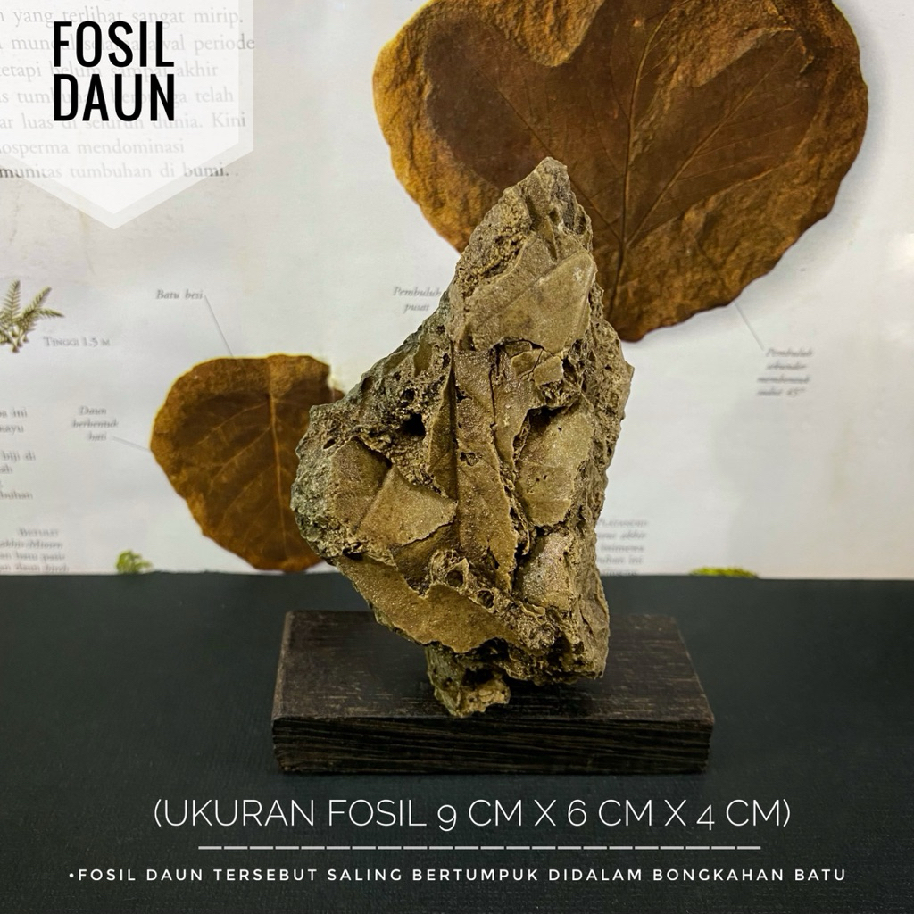 Fosil Daun Paleozoic Natural atau Bongkahan Fosil Daun Purba atau Fossil Leaf atau Bongkahan Fosil T