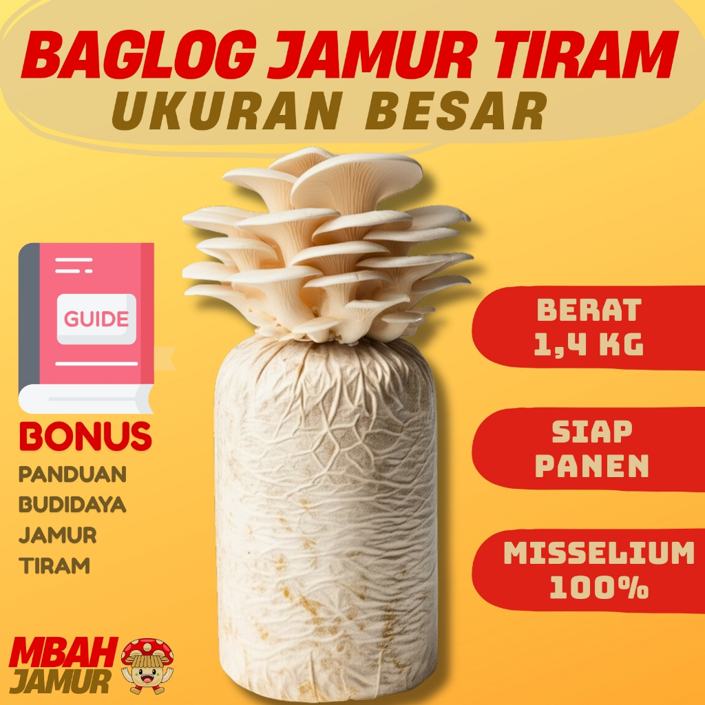 

BAGLOG JAMUR TIRAM SIAP PANEN - UKURAN BESAR 1.4KG - MISELIUM 100% FULL - BONUS PANDUAN BUDIDAYA