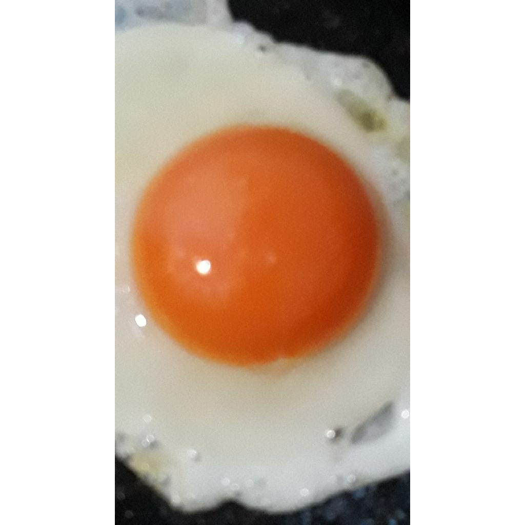 

telor jowo.telor ayam kampung.telor omega 3 fress2