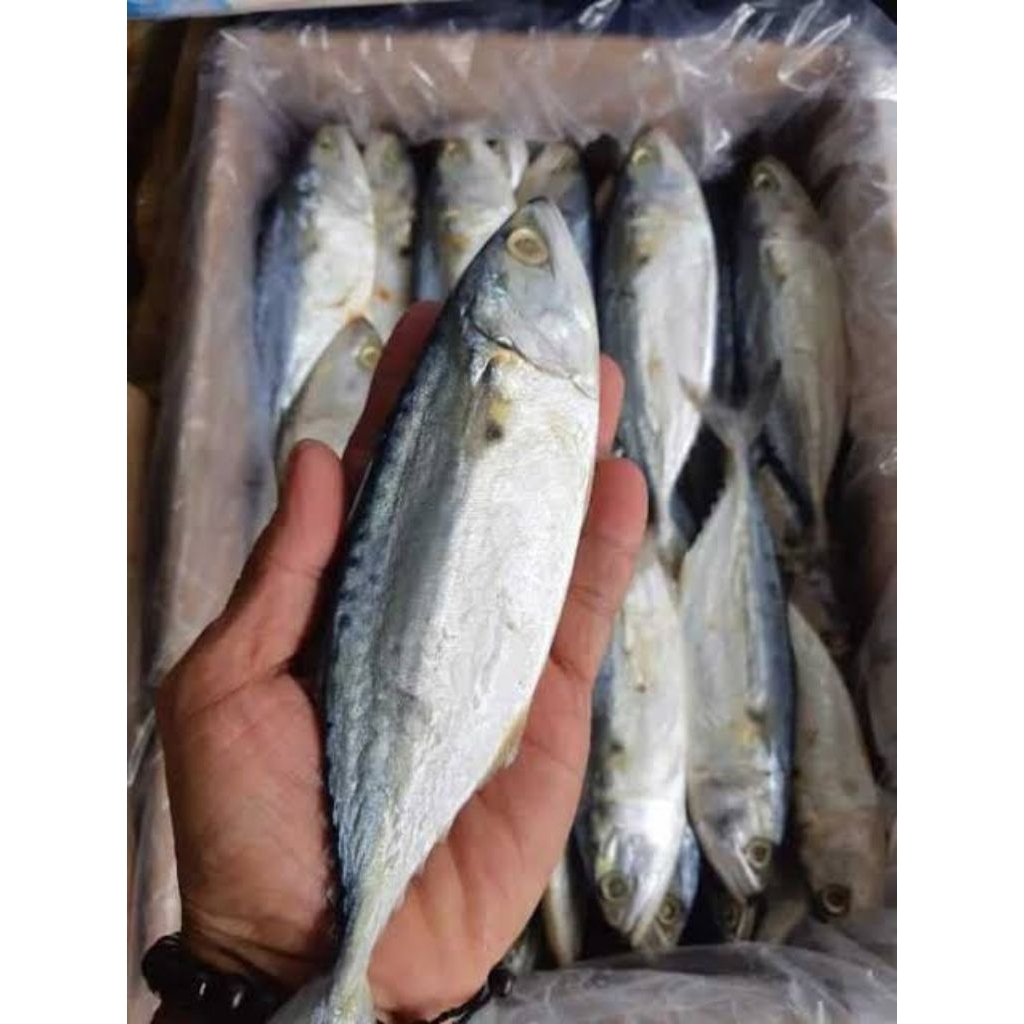 

ikan asin peda putih fresh termurah 100 gram 250 gram 500 gram