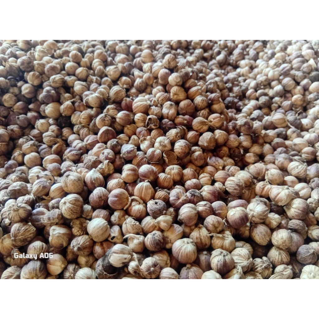 

KAPOLAGA KERING KAPOL KERING MURAH 250 GRAM