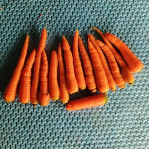 

Wortel kecil baby 500gram fresh dari kebun