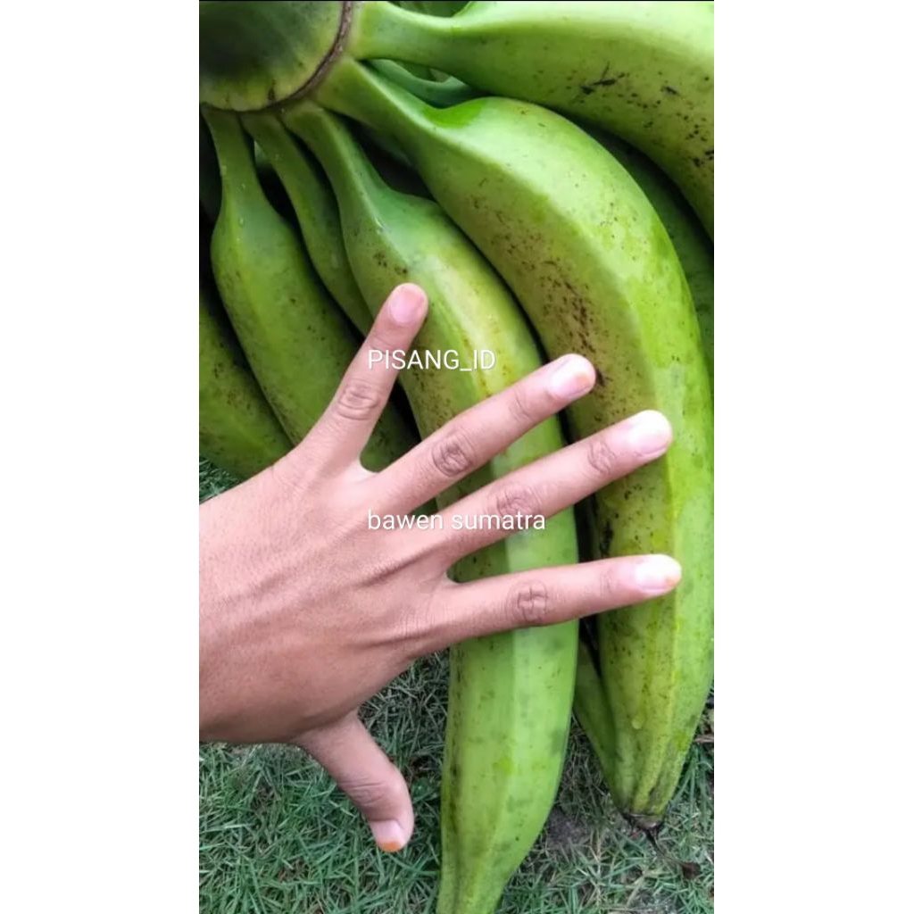 (BISA COD) BIBIT ANAKAN PISANG BAWEN SUMATRA 100% ASLI KUALITAS UNGGUL SIAP TANAM DAN CEPAT BERBUAH