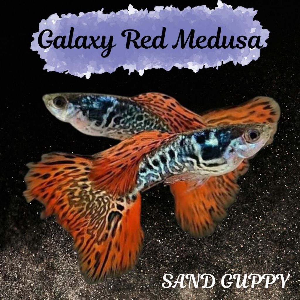 Hiasan Aquarium - Guppy Galaxy Red Medusa