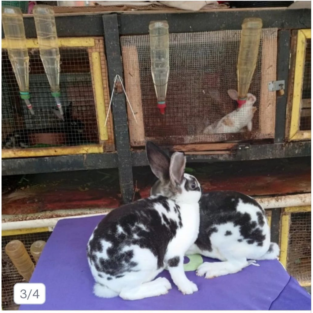 Kelinci hias Rex bulu karpet dewasa siap kawin (2).