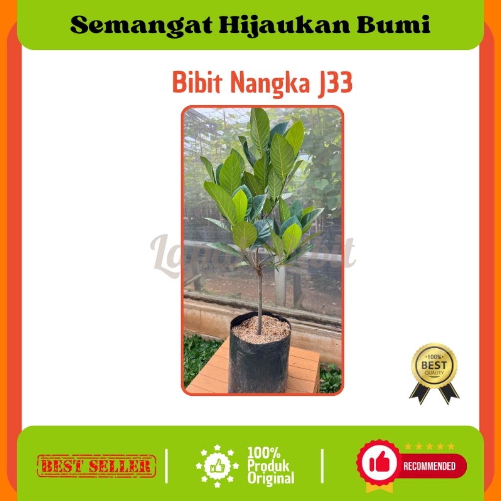 Bibit Nangka J33