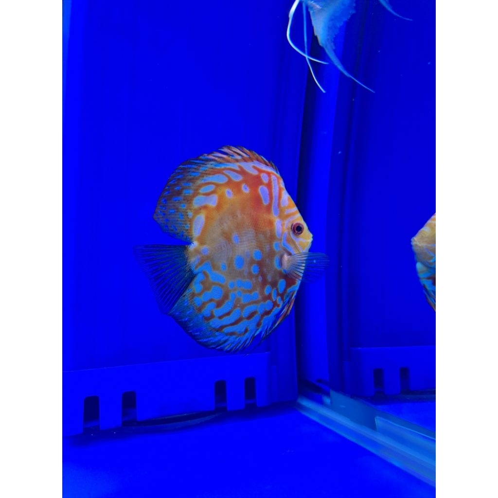 Discus Raflesia Yellow body HB 4inc