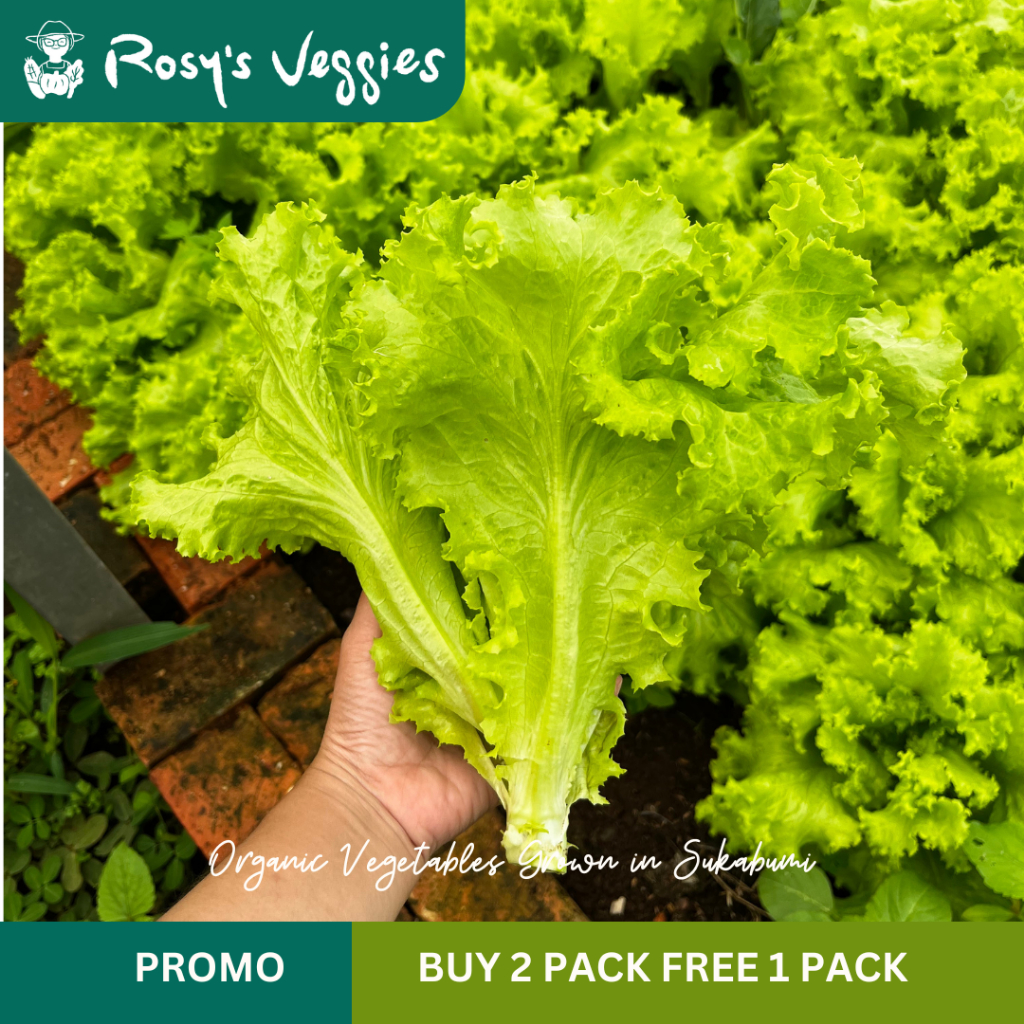 

Selada Keriting Hijau Organik | 250 gr