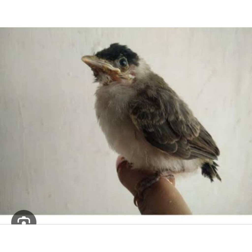 kutilang lokal/anakan