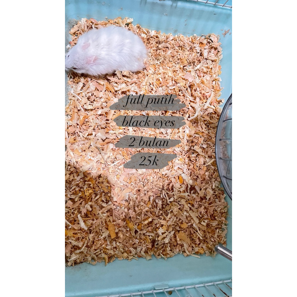 Hamster Syrian Long Hair