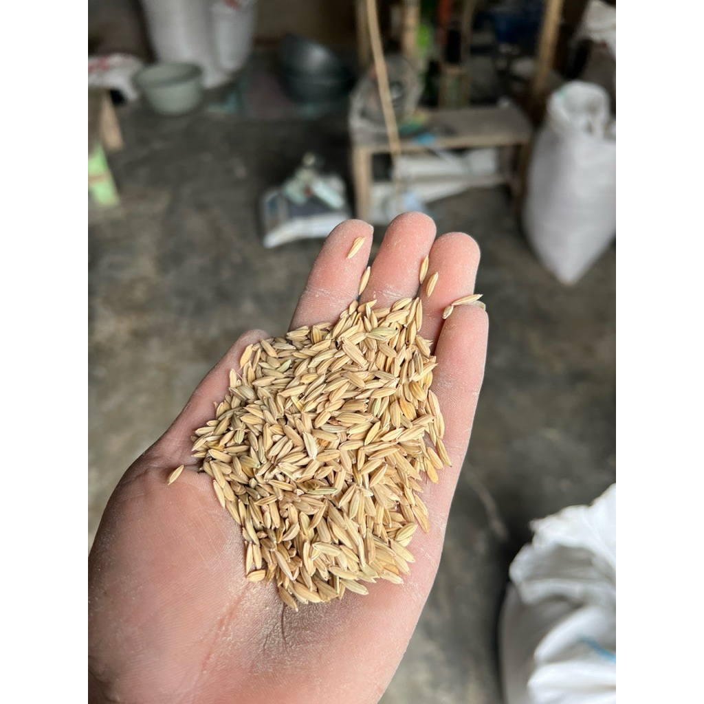 1KG Padi atau gabah bangsal campuran pakan ayam/bebek