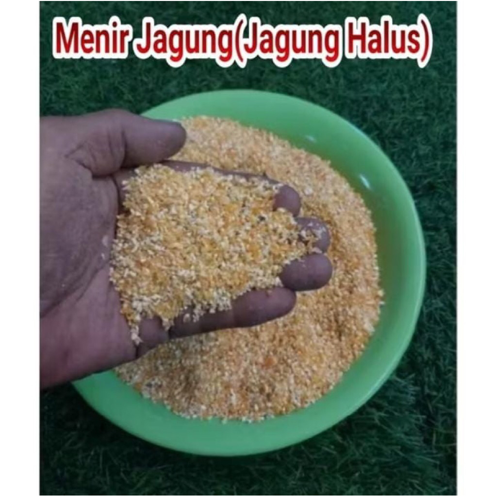 jagung giling jagung kering jagung pakan ternak