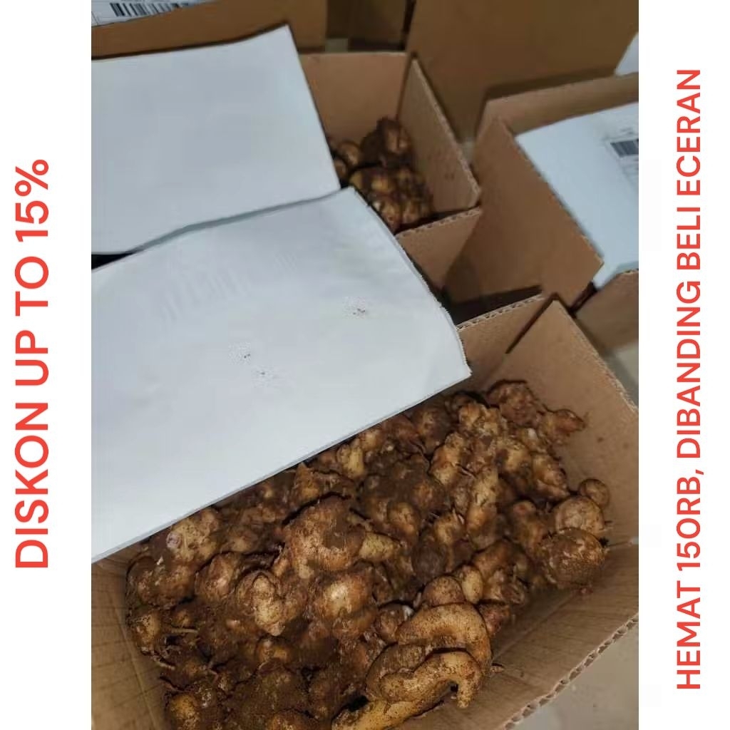 

promo kencur segar siap kirim 20kg murah