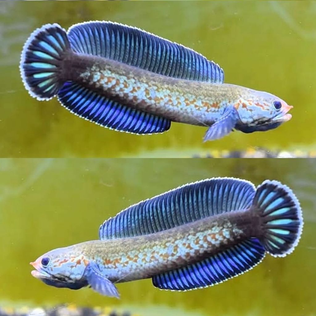 Channa Blue Andrao Gondrong Good Quality